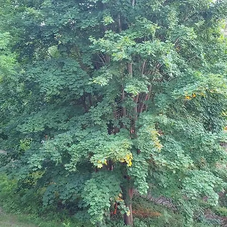 Apartment Niebieskie Narie