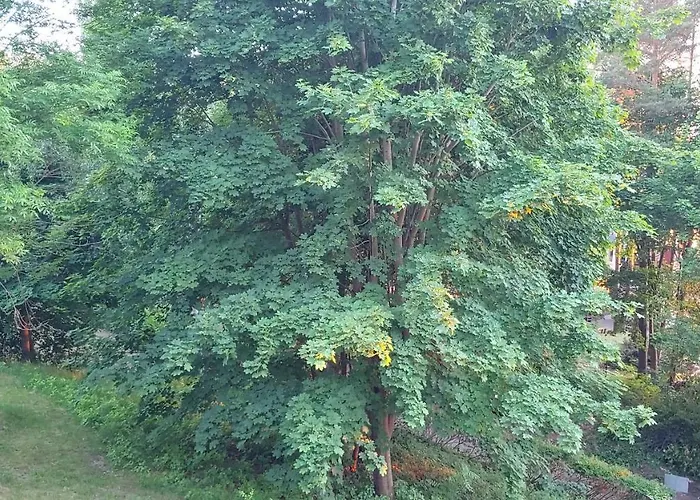 Apartment Niebieskie Narie